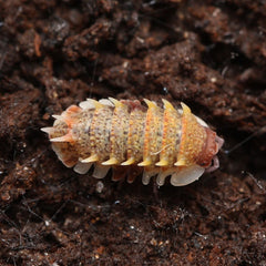 Pseudarmadillo guillianus