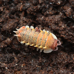 Pseudarmadillo guillianus