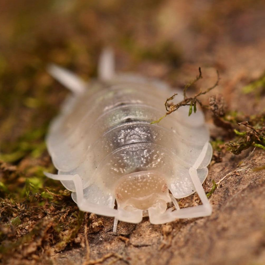 Porcellio succinctus “My Printer Ran Out Of Ink”