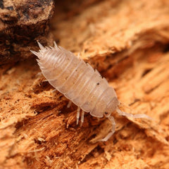 Agnara strzelecki