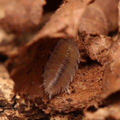Agnara strzelecki