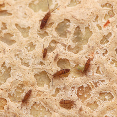 Entomobrya sp. “Wood Runners" - Candem TN