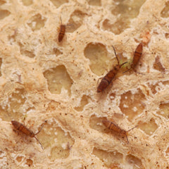 Entomobrya sp. “Wood Runners" - Candem TN