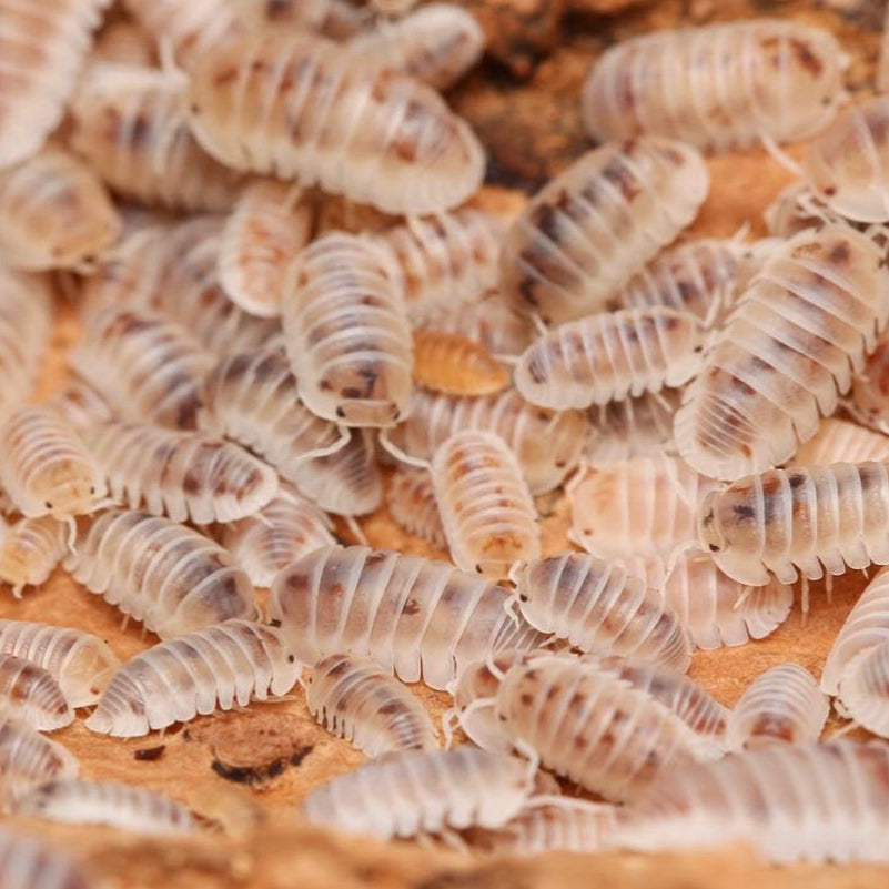 Cubaris murina “Pearls”