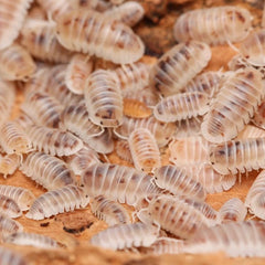 Cubaris murina “Pearls”