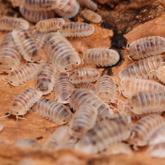 Cubaris murina “Pearls”
