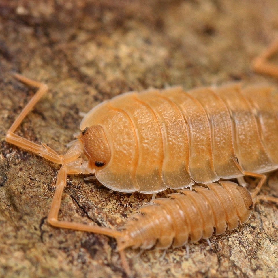 Porcellio nicklesi “Orange"