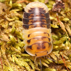 Cubaris sp. “Amber Pandas”