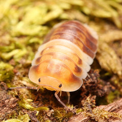 Cubaris sp. “Amber Pandas”