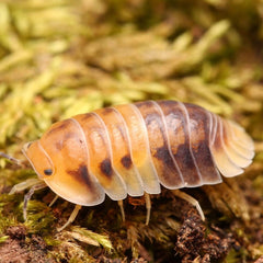 Cubaris sp. “Amber Pandas”