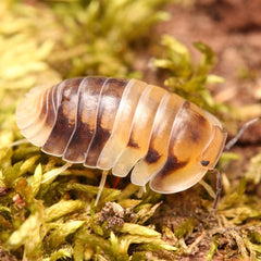 Cubaris sp. “Amber Pandas”