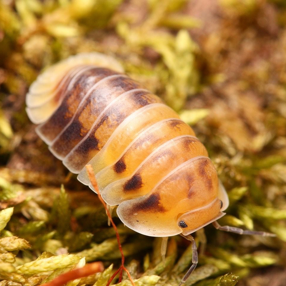 Cubaris sp. “Amber Pandas”