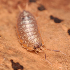 Porcellionides cf “Cinnacord” - A hypo variant of Porcellionides cf. “Big Pine Key”