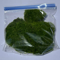 Broom Moss