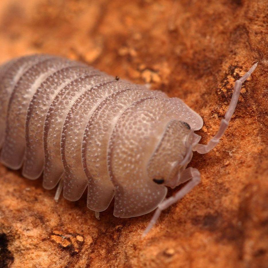 Armadillidium Scaberrimum "Sandstone"