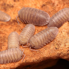 Armadillidium Scaberrimum "Sandstone"
