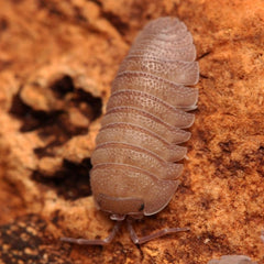 Armadillidium Scaberrimum "Sandstone"