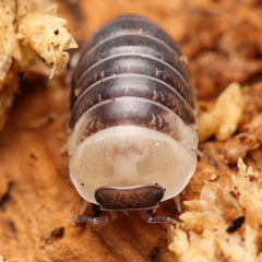 Venezillo sp. "Castle Black"