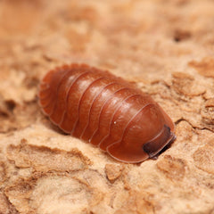 Caribodillo martinicensis