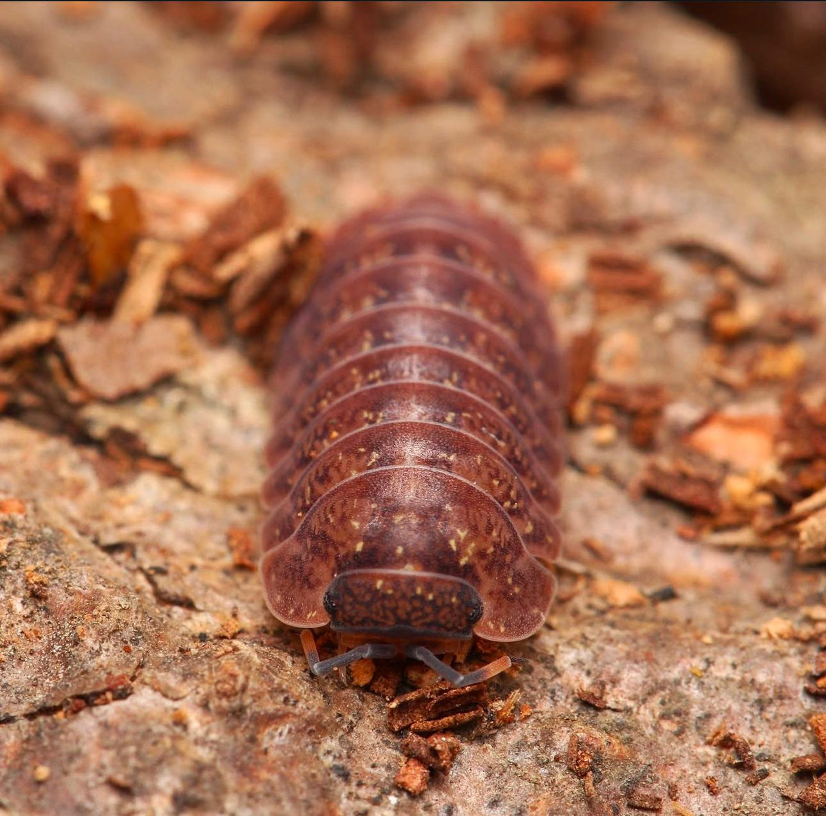 Dryadillo sp. “Wood Grain”