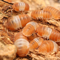Cubaris sp. "Red Panda Kings"