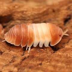 Cubaris sp. "Red Panda Kings"