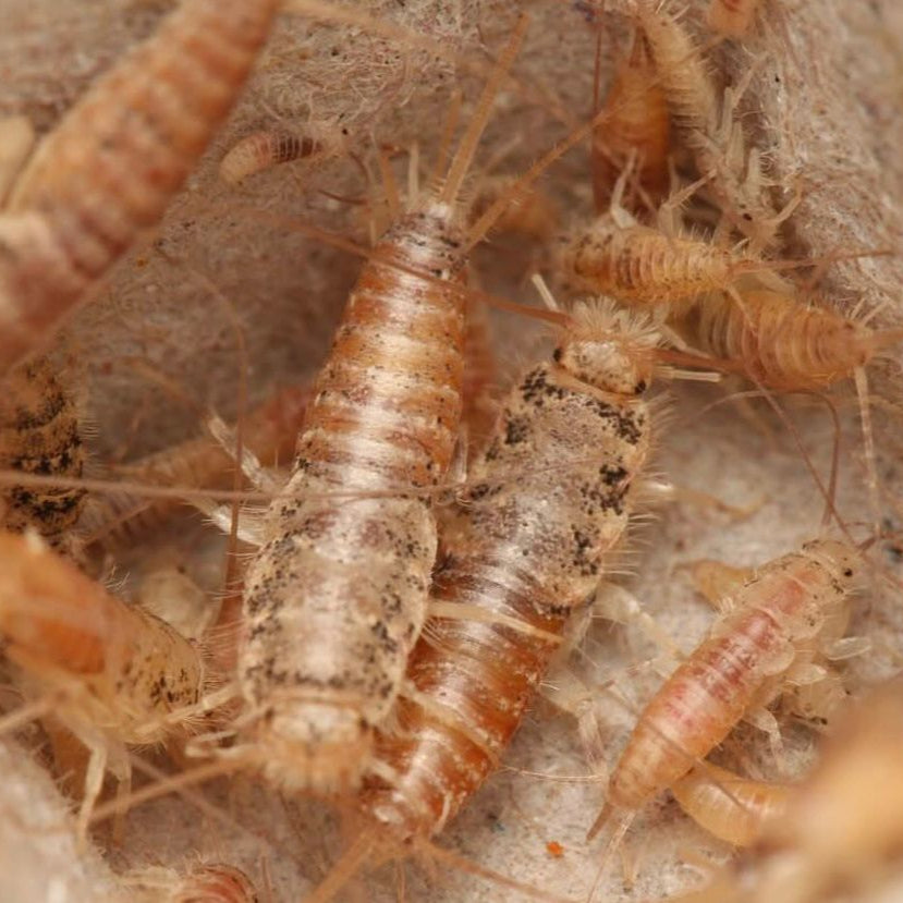 Thermobia domestica