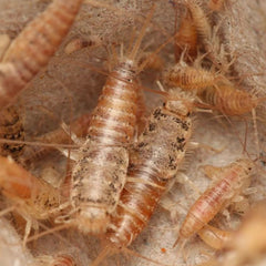Thermobia domestica