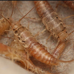Thermobia domestica