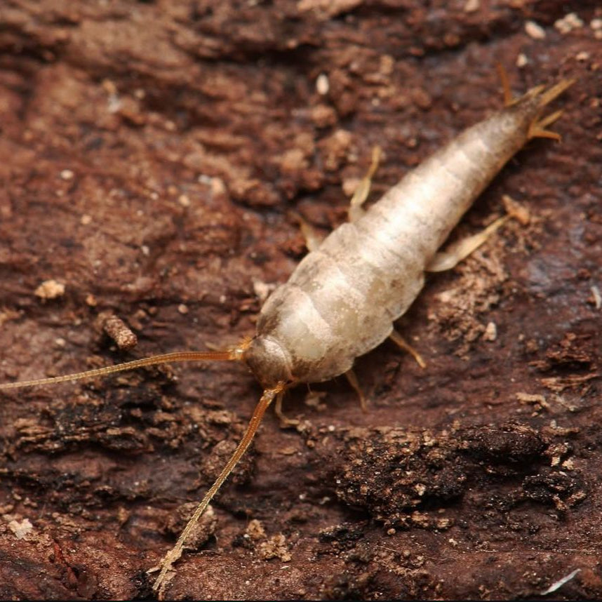 Lepisma saccarhina “Cumming” Silverfish