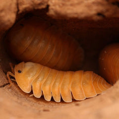 Cubaris sp.“Orange Freezy”