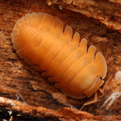 Cubaris sp.“Orange Freezy”