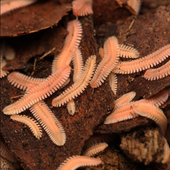 Brachycybe lecontii