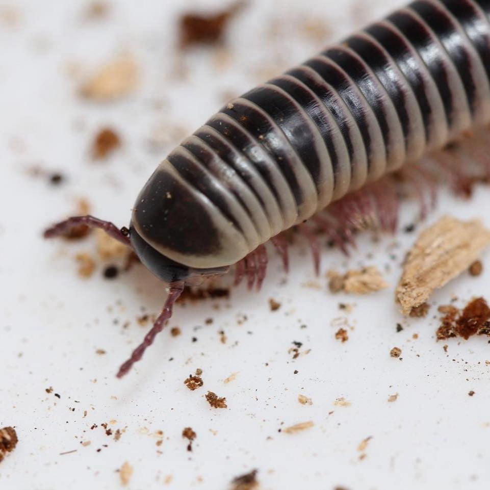 Chicobolus spinigerus - “Mixed Locality” - Ivory Millipede