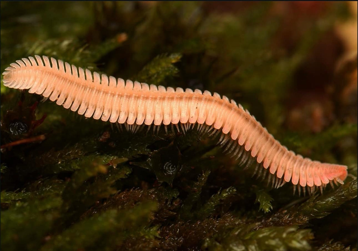 Brachycybe lecontii