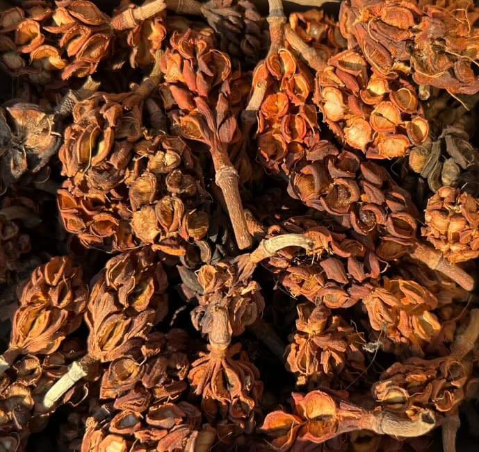 Sweet Bay - Small Magnolia Seed Pods